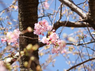 原木の桜、つぼみも色づき可愛らしい姿に