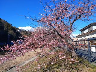 とりわけ早咲きの河津桜