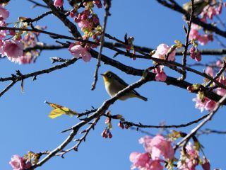 桜とメジロ、春の姿がここにあります