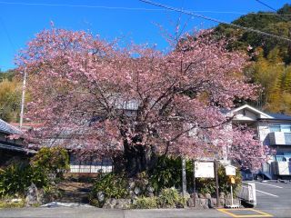 河津桜原木2月1日、四分咲きほど！