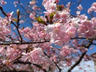 河津桜の様子 2月1日