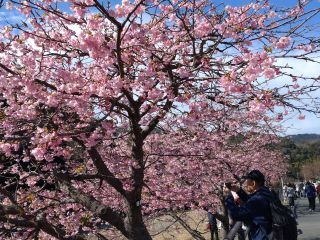 とりわけ早咲きの河津桜、ほぼ満開！