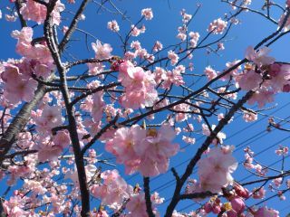 一部の河津桜で満開の桜が楽しめます