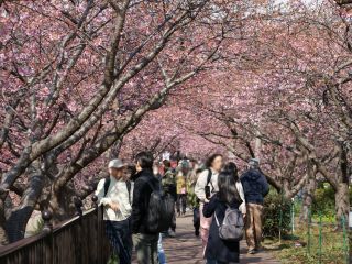 館橋付近、5分咲きですが桜のトンネルに
