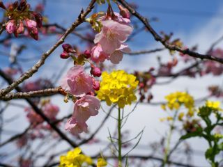 菜の花と河津桜の共演が楽しめます