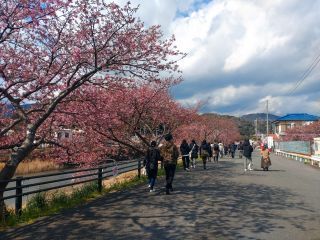 桜まつりが始まり、お花見客が多くなりました