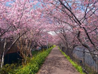 峰温泉会館付近、満開で桜のトンネルに