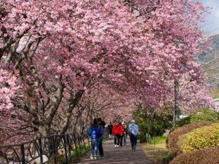 豊泉橋付近でも満開の桜が楽しめます