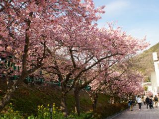 河津駅前桜並木 2月14日満開！