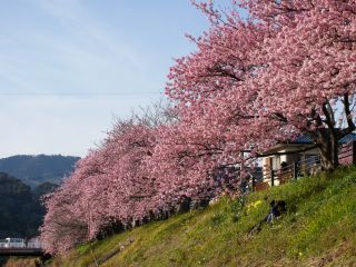 川沿いに満開の桜並木が続く