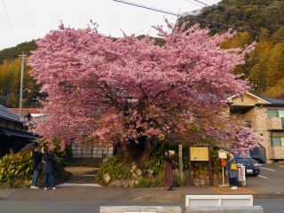河津桜原木 2月14日満開(下の方で少し葉が目立つ)