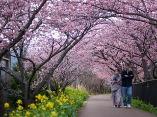 峰温泉会館付近、桜のトンネル