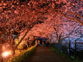 峰温泉会館付近の夜桜