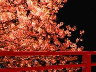 館橋での夜桜
