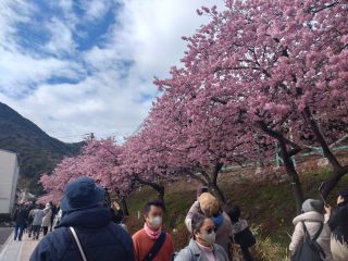 河津駅前桜並木 2月17日満開