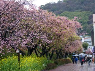 河津駅前の桜並木 2月22日 葉が目立ち始めました