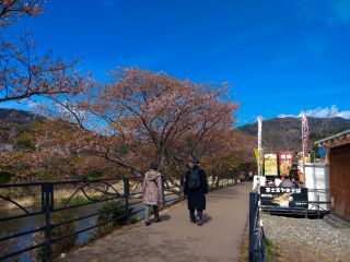 河津川沿いの桜並木はまだ見られます