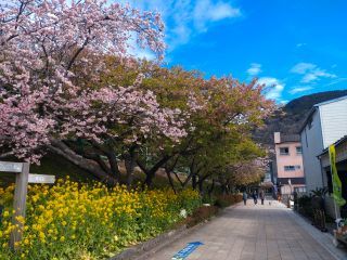 駅前の様子、手前の桜はまだ満開です
