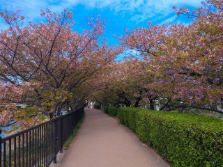 館橋付近の桜の様子 2月29日