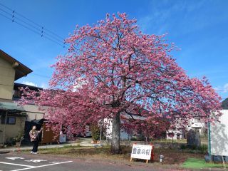 豊泉の桜、現在見頃