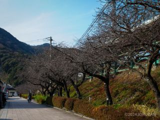 河津駅前桜並木の様子 1月24日