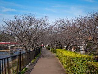 館橋付近の桜並木 1月24日