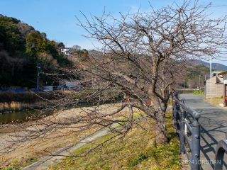 毎年周りより早く咲く木もこの通り