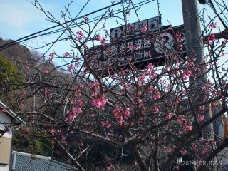 河津桜観光交流館前などではたくさん花を付けた桜の木が