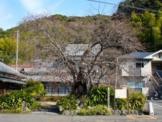河津桜原木の様子 1月24日