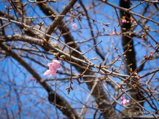 可憐な桜が咲いています
