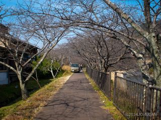 峰温泉会館付近の桜並木 1月24日