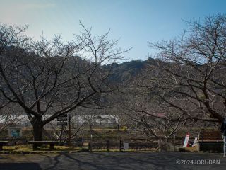 涅槃堂の桜 1月24日