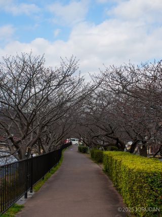館橋付近 2月1日