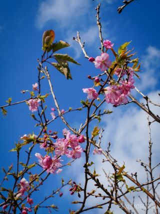 桜の花が増えてきました