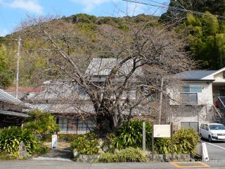 河津桜まつり開幕当日と比べてみよう