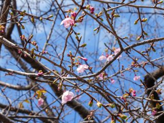 原木も桜の花が増えてきました