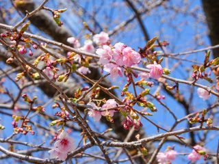 わずかに開花が進んでいる様子です