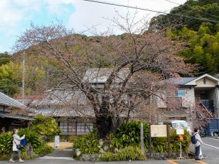 河津桜原木 2月14日