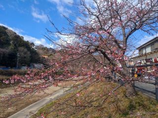 少し早めに開花する河津桜の様子、こちらもだんだん開花してきました