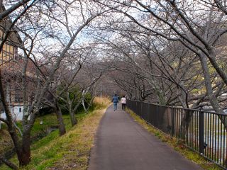 峰温泉会館付近 2月14日