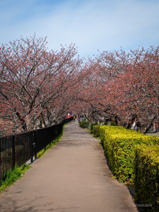 館橋付近 2月21日