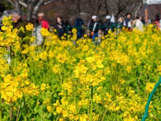 まつりの後半戦、お花見客が増えてきました