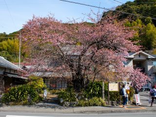 河津桜原木 2月21日