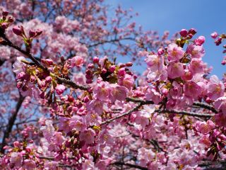 陽の光に負けない鮮やかな濃紅色