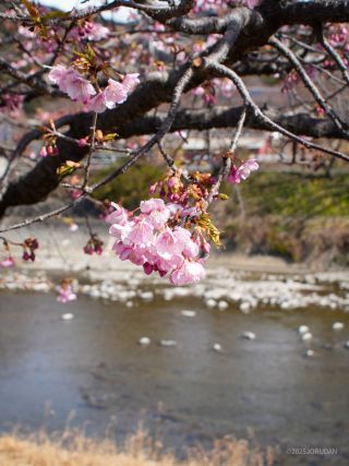 川沿いに咲く花を楽しもう