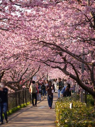 館橋付近 3月1日