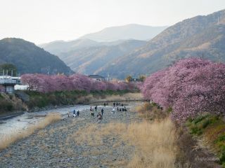 来宮橋付近 3月1日