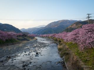 豊泉橋付近 3月1日