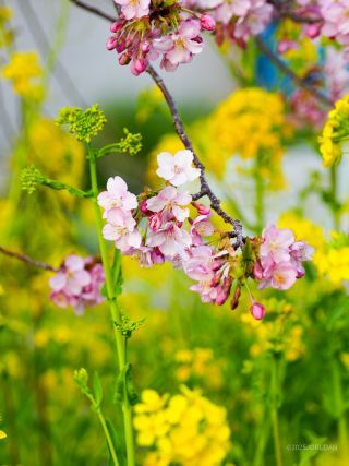満開の河津桜と菜の花が楽しめます