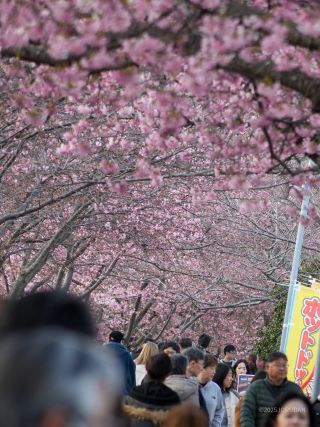 満開を迎え、お花見の方も大勢集まっています